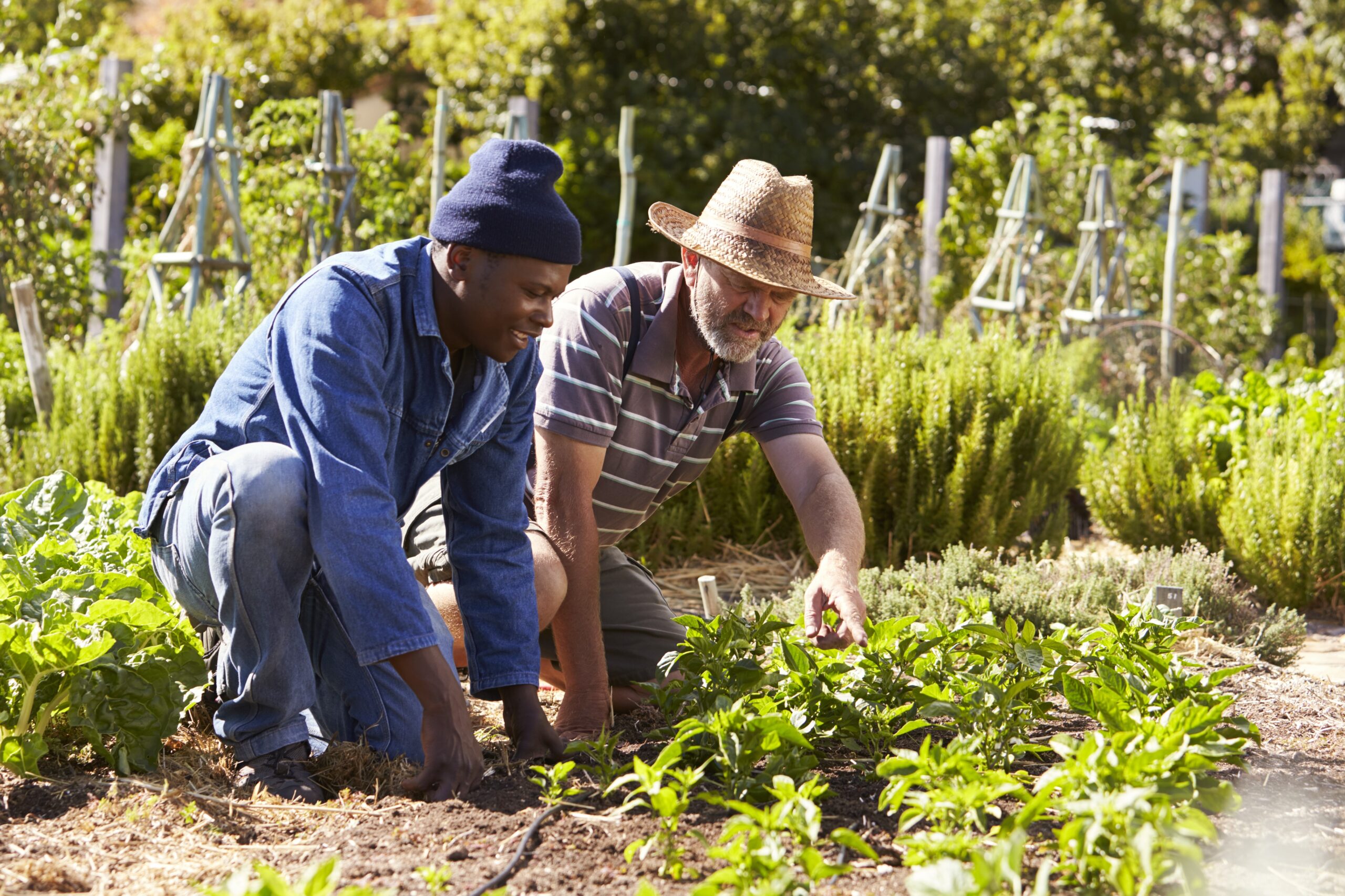 Men Farming in Vegetable Farm