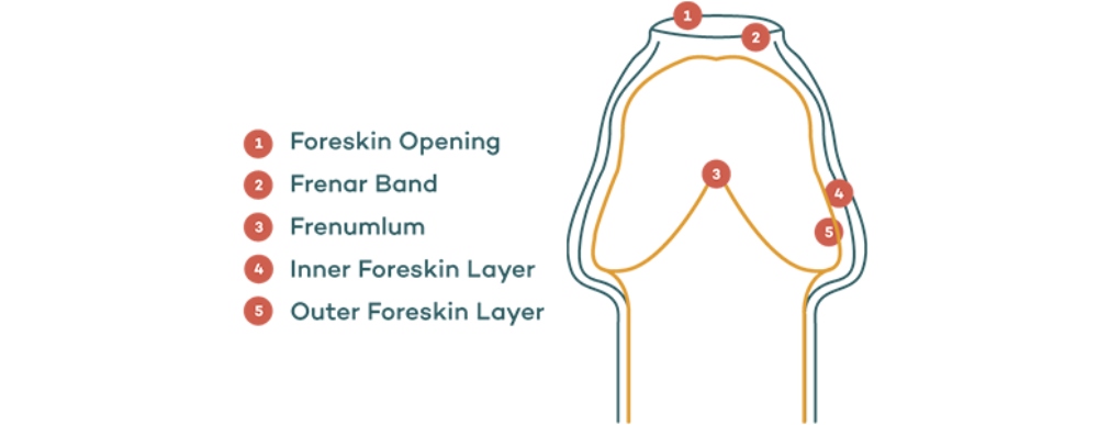 An infographic about the parts of a male foreskin