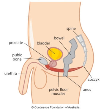 Male pelvic floor infographic