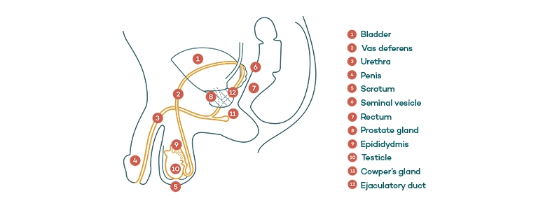 Male reproductive system - Infographic