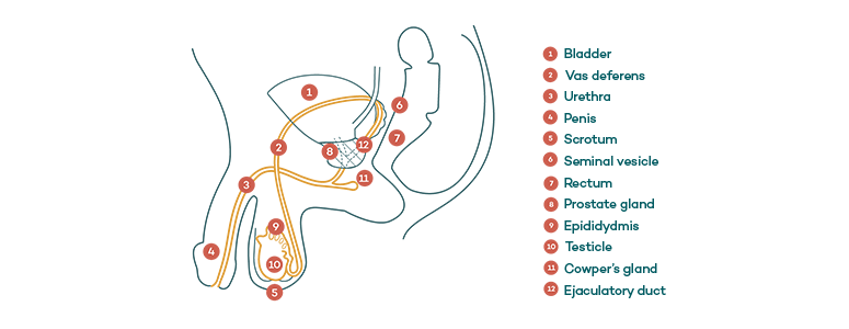 Male Anatomy