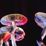 Psychedelics and mental health: The future of treatment