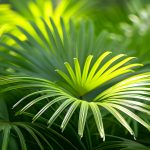 Ask the Doc: What are the benefits of saw palmetto?